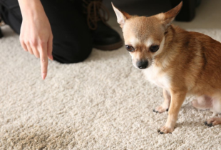 Pet Odor Treatment in Chantilly, VA